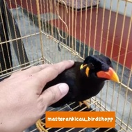 burung beo Medan sangat jinak mewah istimewa
