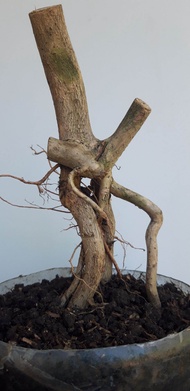 BAHAN BONSAI WAHONG GUNUNG