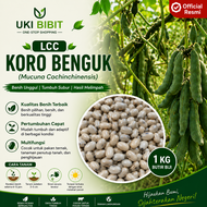 ( 1 Kg ) Benih Biji LCC Koro Benguk | Mucuna Cochinchinensis