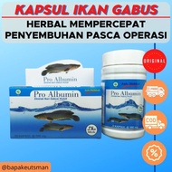 ALBUMIN KAPSUL [PRO ALBUMIN] - IKAN GABUS KAPSUL 