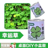 新年植物盲盒種植盆栽小學生耶誕節禮物獎品幼稚園禮物創意小禮品幸運草-好運爆棚