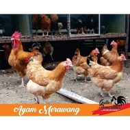 Telur Fertil Ayam Merawang Ayam Pedaging Danpetelur Untuk Di Tetaska
