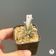 อโวเนีย Avonia Vespertina ไม้อวบน้ำ กุหลาบหิน Cactus&Succulent