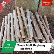 ( 1 Batang ) Bibit Pohon Singkong Mentega | Ketela Pohon | Ubi Kayu