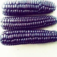 Benih bibit jagung ungu 40 butir biji