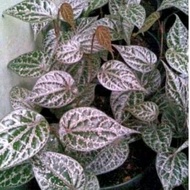 Pokok Sireh Sirih Merah Urat Silver daun belakang merah