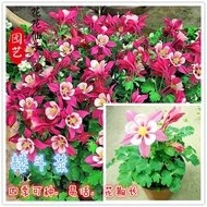 ✅Columbine Seeds | European Globe Daisy | 500 Seeds | Large Double Flowers | Garden & Balcony
