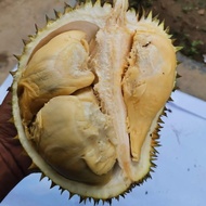 Durian Montong Bali Singaraja Bulat Utuh Fresh