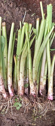 BIBIT TALAS BOGOR /TALAS PRATAMA/ per 10 sampai 30 POHON/TALAS empuk /TALAS BOGOR ASLI/talas asli Bo