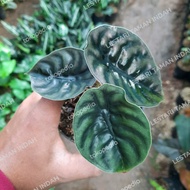 tanaman alocasia cuprea /alocasia tengkorak / keladi tengkorak