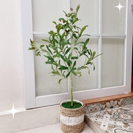 Pohon Olive Palsu Tanaman Hias Artificial Bunga Sudut Aesthetic B485
