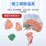 Human Brain Structure Anatomy Model 9 Parts Brain Anatomy with Logo Brain Neural Structure Anatomy M