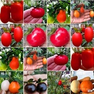 Branch Saplings Golden Marbles Bonsai Plants Hanging Fruits Can Graft with Fruits Bonsai Fruits Pers