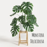 Monstera King Deliciousa Monstera King Deliciosa Tetrasperma