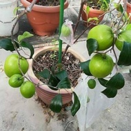 Pokok Bidara Epal