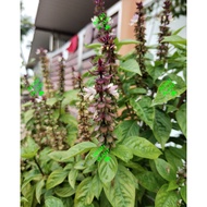 เมล็ดพืชก้านดอกโหระพา / THAI BASIL SEEDS / THAI BASIL FLOWER STALK ( SEEDS ) / TANGKAI BENIH SELASIH