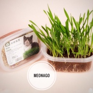 [85g] Cat grass growing kit, barley grass seeds
