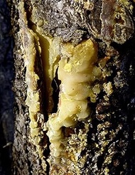 28G / 1Oz: Picea Abies Raw Resin - Christmas Tree Gum Spruce 10 to 100 g : Seeds Only