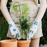 Transparent Plant Support Frame for Vines and For Indoor Plant Aesthetics