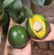 PROMOTION PRICE CNY [HOT SELLING]Pokok Avocado HYBRID Vietnam A034 / 034 AVOCADO GRAFTED TREE/Pokok 