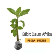 Bibit Daun Afrika Pohon Afrika Bibit Afrika