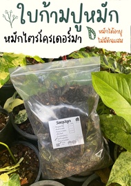 ใบก้ามปูล้วนหมัก ก้ามปูล้วน100% ก้ามปูหมักไตรโคเดอร์มา ไม่มีดิน ไม่มีทราย ไม่มีหินผสม ใบก้ามปู ก้ามป