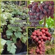 ANAK POKOK ANGGUR TALDUN