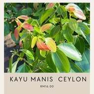 pokok kulit kayu manis ceylon (Beli 2 percuma 1)