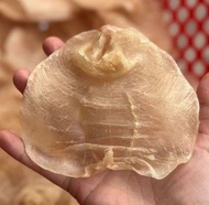 香港 藏華閣 高價上門現金交收 花膠，燕窩，海參，鮑魚，印尼大岛白花胶，陳年花膠，老花膠，赤嘴鱼胶，金钱胶，石肚，台山赤嘴，紅雞赤嘴