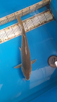 Ikan Koi Import F1 Chagoi 40cm