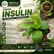 💞Insulin Plant Pokok Insulin Pokok Kolesterol Pokok Kanser Ulam Semulajadi Kencing Manis Diabetes Ch