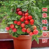 矮生盆栽紅番茄種子 種籽黃番茄矮生櫻桃西紅柿種苗自封頂四季陽盆栽fpny