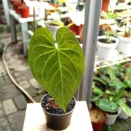 Spesial Tanaman Anthurium Regale Sunda