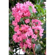 Pink Crepe Myrtle Saplings/Anak Pokok Lagerstroemia Indica with dark color foliage