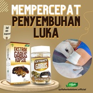 Ekstrak Gabus Kapsul - Kapsul Ekstrak Gabus Syifa - Ekstrak Gabus 60 Kapsul Habbasyifa
