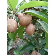 ciku subang / ciku madu - farm direct 人心果