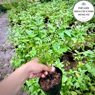Dog basil plant - spice plant (real photo).