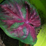 Caladium Red Apple ❤️New ID