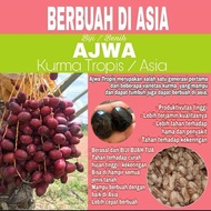 Biji Benih Bibit kurma Ajwa Hybrid Tropical Thailand Asia Tropis JBT1