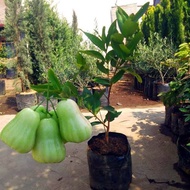 Pohon Jambu Madu Deli Super Bibit Pohon Jambu Madu Deli