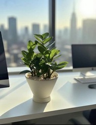 沙田大圍免費交收金錢樹招財品種招財盆栽！Money Plant