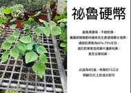 心栽花坊-祕魯硬幣/大葉鐵線蕨/銀幣鐵線蕨/4吋/綠化植物/室內植物/觀葉植物/售價300特價250