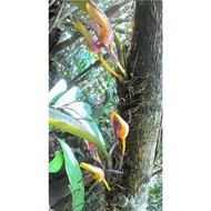 Orchid Bulbophyllum lyriforme