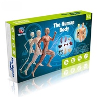 I know Kids Toys The Human Body Anatomy Educational Toys for Kids STEM Toys Science Education Toys