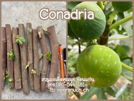 มะเดื่อฝรั่ง กิ่งสดมะเดื่อฝรั่งโคนาเดรียชุด 4 กิ่ง150บาท/conadria figs cuttings,set 4 pieces150฿
