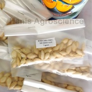 5g Benih Labu Emas 500 Good Luck Benih Labu F1 Hybrid Senang Tumbuh Cepat Matang (+-55 Biji Benih)