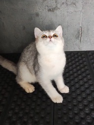 kucing BSH british shorthair silver non ped PURE jantan male jakarta