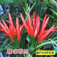 現貨 特價 快速發貨紅艷小米椒種子 種籽朝天椒泡椒辣椒種籽野山椒觀賞辣椒種子 種籽fpny