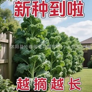 Ready Stock Quick Shipping Kale Vegetable Seeds Edible Kale Vegetable Seeds Balcony Four Seasons Pot