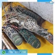 ready lobster air laut 1kg up isi 3-4 ekor/lobster air laut segar high